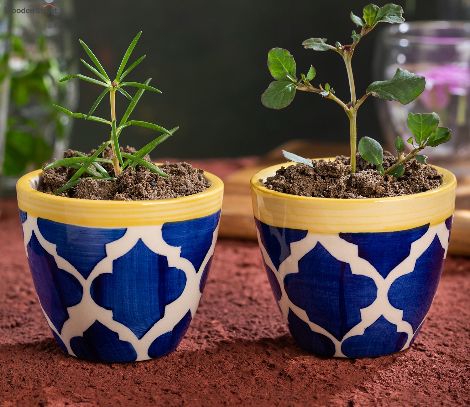 Ceramic Garden Pots In Bangalore Fasci Garden