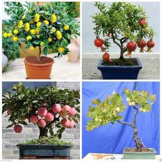 Buy Organic Bonsai Fruit Seeds Combo 6 Lemon Apple Gooseberry Pomegrante Seeds Pack Features Price Reviews Online In India Justdial