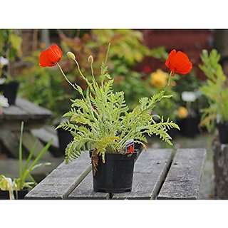 Buy Creative Farmer Flower Seeds Red Poppy Garden Plants Seeds Gardening Seeds For Garden 4 Packets Garden Plant Seeds By Creative Farmer Features Price Reviews Online In India Justdial