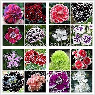 Buy Creative Farmer Flower Seeds Dianthus Baby Doll Seeds For Home Garden 6 Packets Garden Plant Seeds By Creative Farmer Features Price Reviews Online In India Justdial