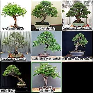 Buy Creative Farmer Bonsai Suitable Seeds Combo Best Indoor Outdoor Combo Pack By Creative Farmer By Creative Farmer Features Price Reviews Online In India Justdial