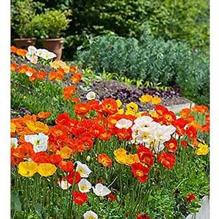 Buy Creative Farmer Flower Seeds Field Poppy Seed Packets Seeds For Gardening Garden Home Garden Seeds Eco Pack Plant Seeds By Creative Farmer Features Price Reviews Online In India Justdial