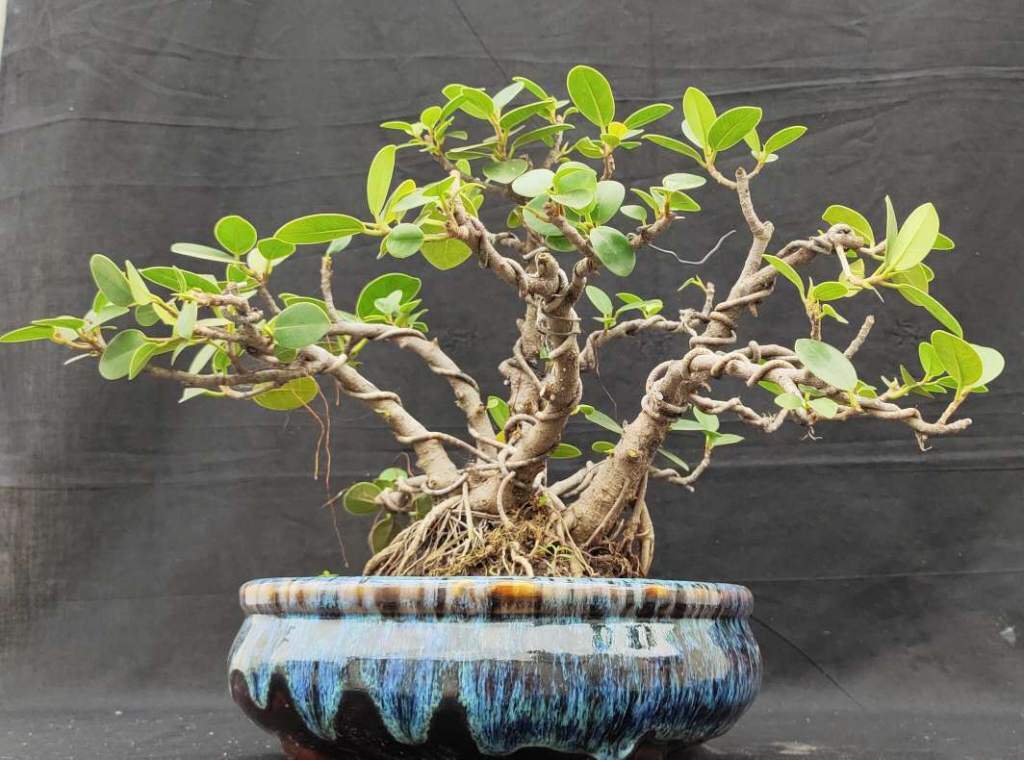 Ficus Microcarpa Multi trunk Shohin Bonsai - 7 Year Old, 35 cm, Decorative  Indoor Plant in Raipur-Chhattisgarh at  6,000 / Unit by Bonsai Haat -  Justdial