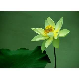 Buy Lotus Seeds Lotus Flower Green Lotus Green Flower 5 Features Price Reviews Online In India Justdial