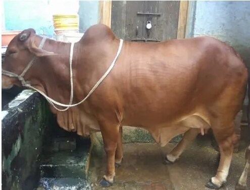 brown sahiwal cow at best price brown sahiwal cow by nand pari dairy farms in hamirpur himachal justdial brown sahiwal cow