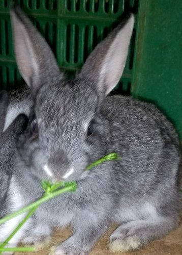 grey giant rabbit