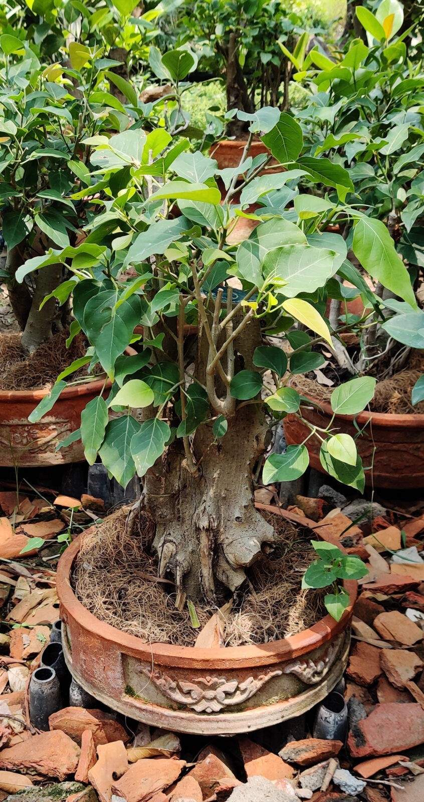 Abana Homes 15 Year Old Peepal Bonsai Tree Only For Delhi in  North-24-Parganas at  500 -  5,000 / Unit by Rajarhat Nursery - Justdial