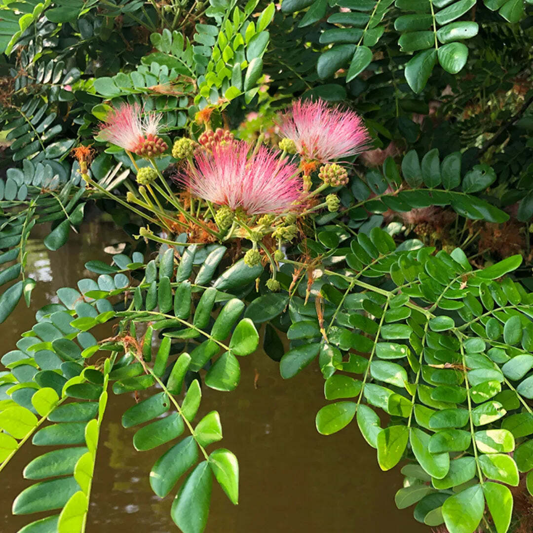 ACACIA - NILOTICA BABUL PLANT in Dehradun at best price by Supra Organics -  Justdial