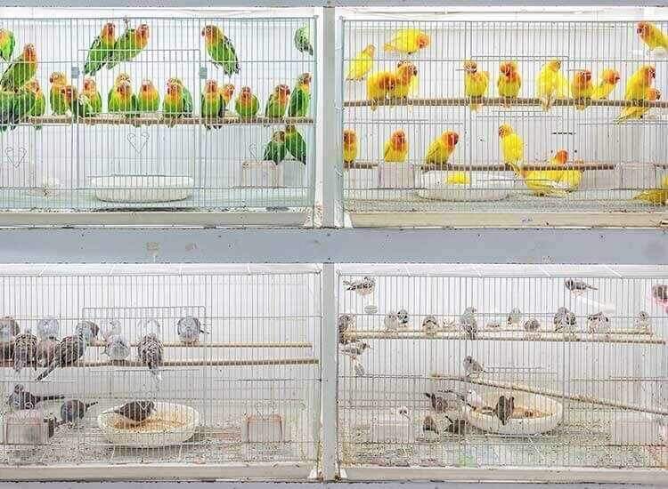 Love Birds Shopping vlr.eng.br