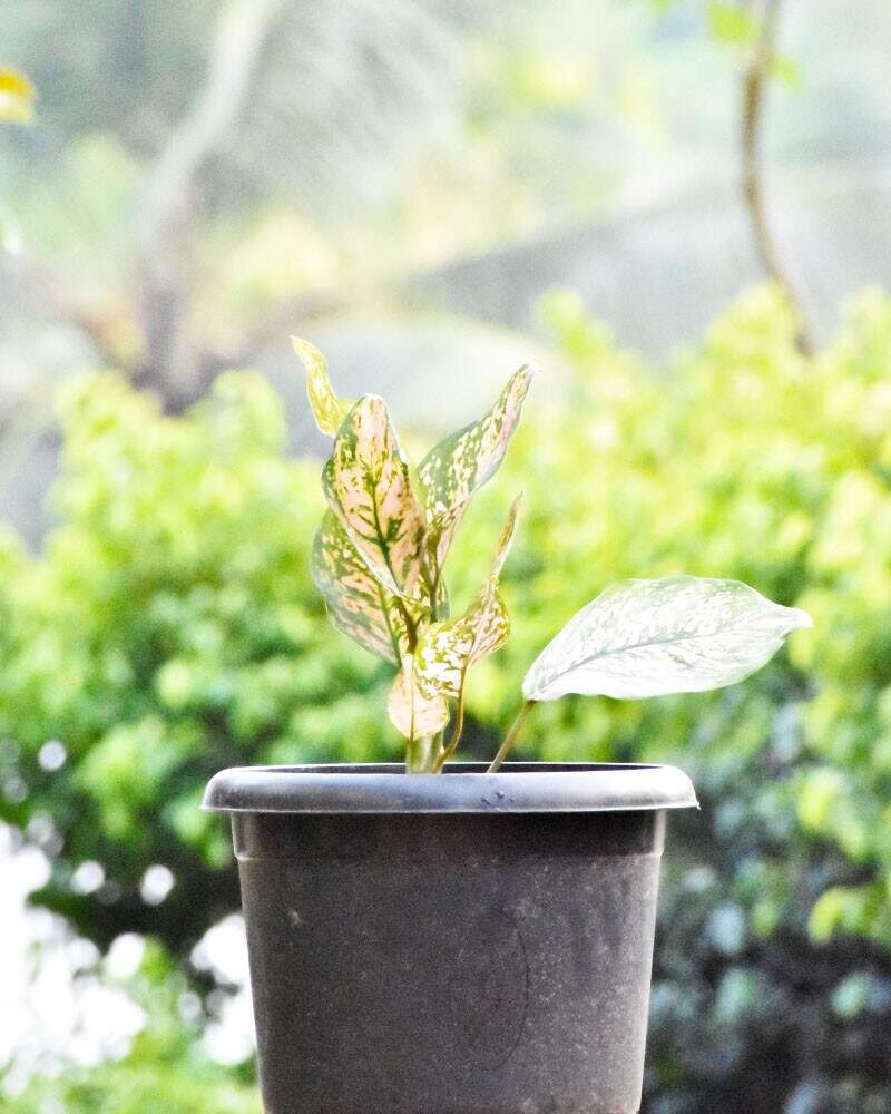 Aglaonema Butterfly Manis Foliage (12-18 in) Indoor Plant in Ernakulam at   799 / Unit by Bbhud Technologies Llp - Justdial