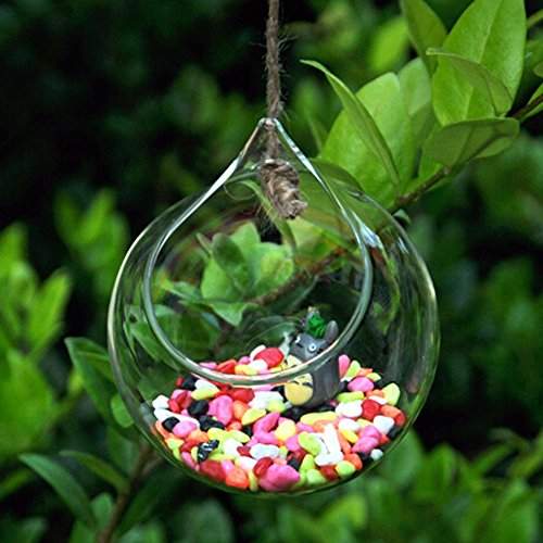 Alcoa Prime Hot Creative Transpa Borosilicate Glass Wall Hanging Fish Tank Clear Vase Home Decorative Oranment Features Reviews In India Justdial - Wall Hanging Fish Tank Reviews Alcoa Prime Hot Creative Transpa Borosilicate Glass Wall Hanging Fish Tank Clear Vase Home Decorative Oranment Features Reviews In India Justdial - Wall Hanging Fish Tank Reviews