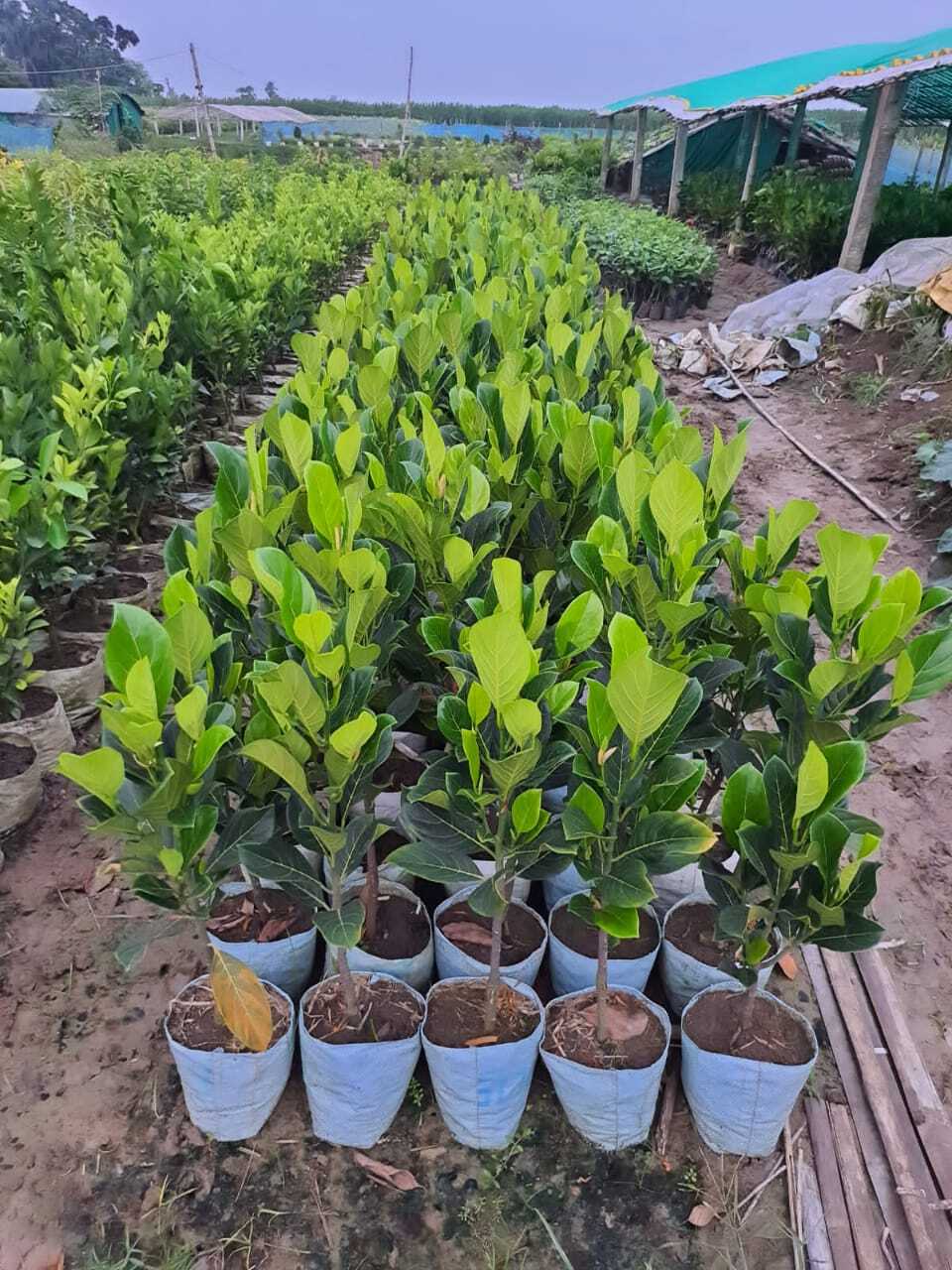 Root Setup