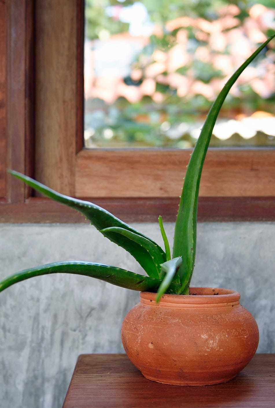 Aloe Vera Plant - Short Leaf Aloe in Eco-Friendly Pot in Delhi at best  price by Greenways Nursery - Justdial