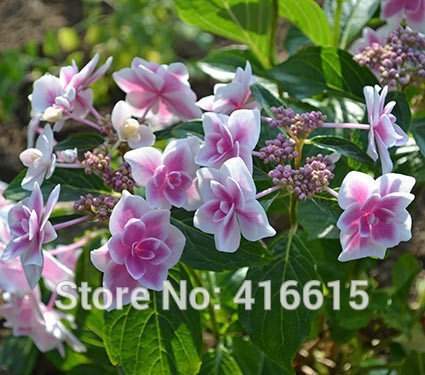 Buy Sellify Lacecap Hydrangea Seeds Hydrangea Macrophylla Double Delights Star Gazer Seeds Naturia Hydrangea Macrophylla Garden Flower Features Price Reviews Online In India Justdial