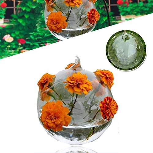 Buy Hanging Glass Vase Hanging Terrarium Vase Hydroponic Planter Ball Office Features Price Reviews Online In India Justdial