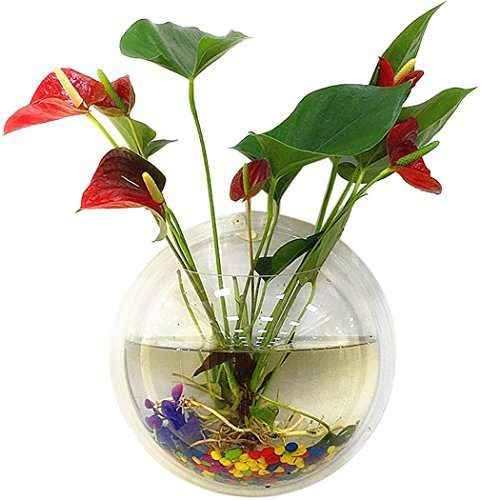 Outgeek Wall Fish Tank 9 In Hanging Clear Acrylic Bubble Flower Plant Pot Aquarium Features Reviews India Justdial - Wall Hanging Fish Tank Reviews Outgeek Wall Fish Tank 9 In Hanging Clear Acrylic Bubble Flower Plant Pot Aquarium Features Reviews India Justdial - Wall Hanging Fish Tank Reviews