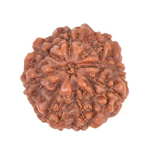 Buy Shiva Rudraksha Ratna Certified 8 Mukhi Eight Face Indonesia Rudraksha Features Price Reviews Online In India Justdial Rudralife provides genuine rudraksha which have been certified by an iso 9001: justdial
