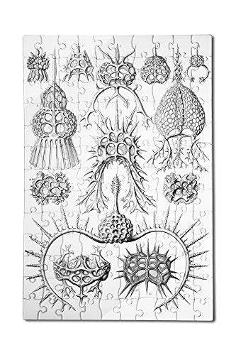 Buy Lantern Press Art Forms Of Nature Spyroidea Ernst Haeckel Artwork 12x18 Premium Acrylic Puzzle 130 Pieces Features Price Reviews Online In India Justdial