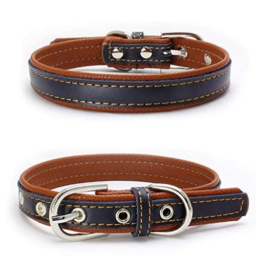 puppy belt online