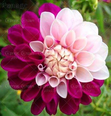 Buy Petsdelite 50pcs Bag Dahlia Flower Dahlia Bonsai Flower Plant Bright Mix Color Dahlia Flowers Chinese Peony Home Garden Potted Plants 1 Features Price Reviews Online In India Justdial