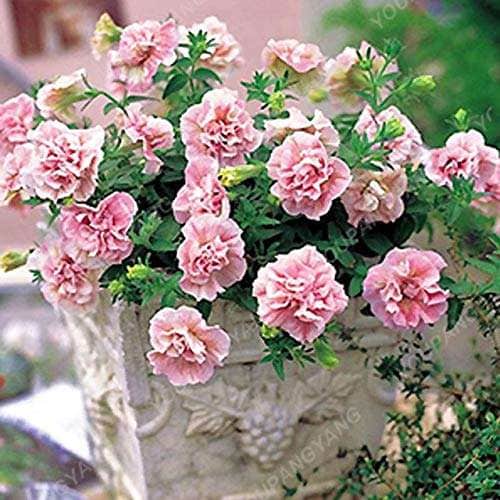 Buy 200 Pcs Bag Double Petals Petunia Plants Bonsai Flower Plants Short Height Home Garden Flowers Plants Indoor Or Outdoor Plants Purple Features Price Reviews Online In India Justdial
