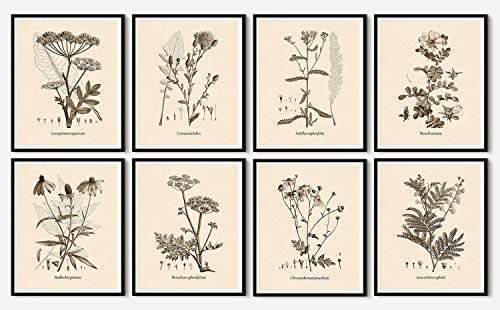 Buy Bestofbharat Vintage Floral Framed Wall Art Set Of 8 Vinage Botanical Theme Choose Size And Frame Color Features Price Reviews Online In India Justdial