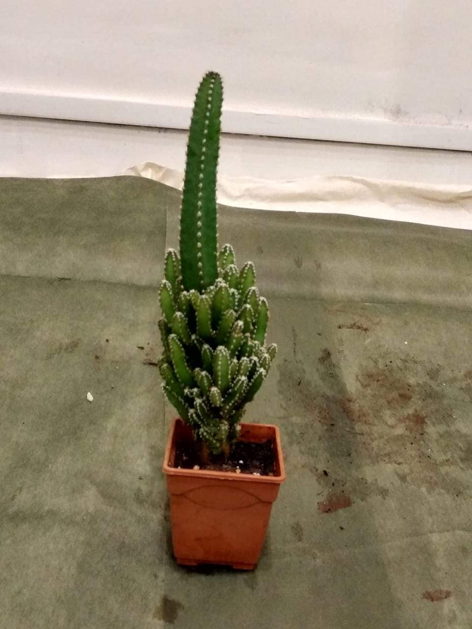 hermes cactus Herms Cactus Epsom Birkin 30 with Gold Hardware | myGemma