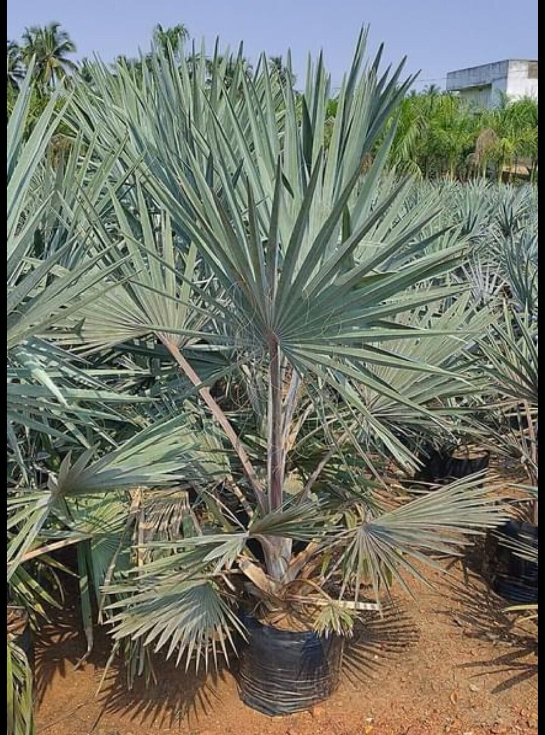 Bismarckia Palm Plant For Outdoor in Hasanpur at  3,500 / Pc by New Bharat  Green Nursery - Justdial