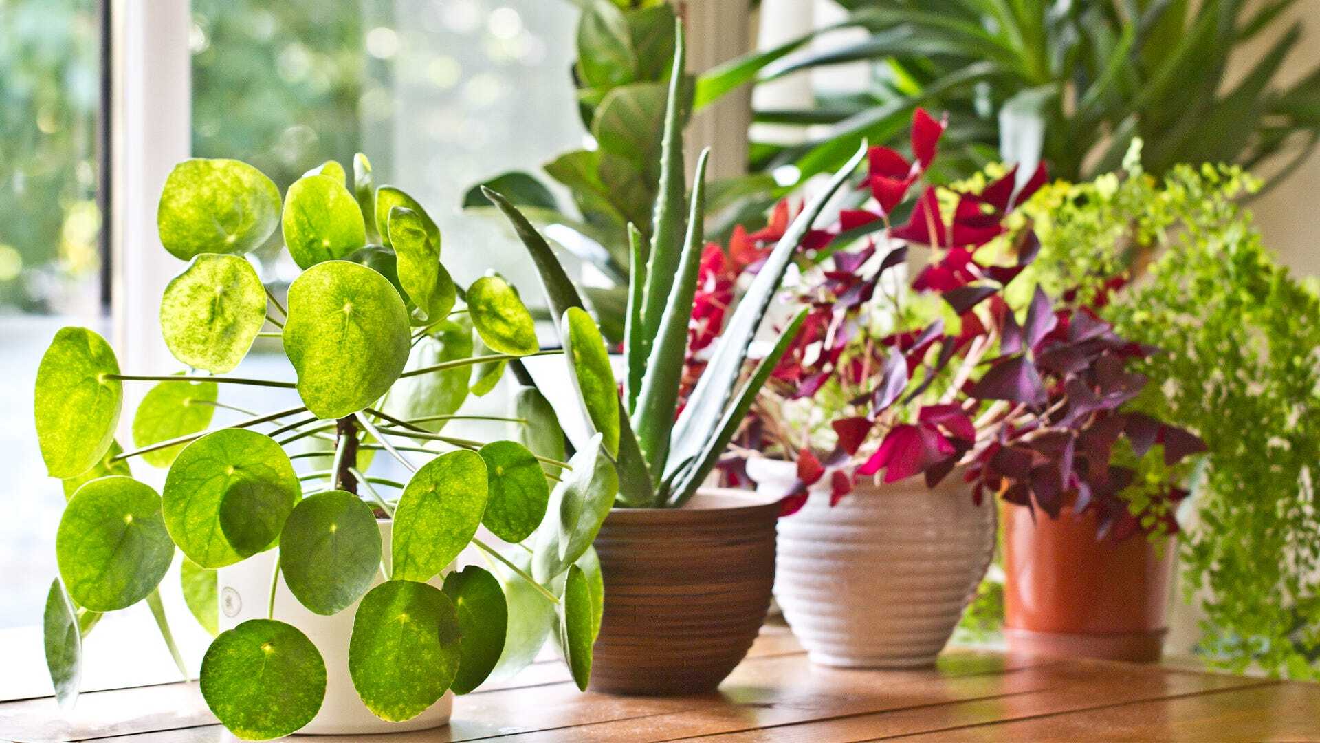 Bonsai ZZ Plant With Ceramic Pot in Jaipur at best price by Little Garden -  Justdial