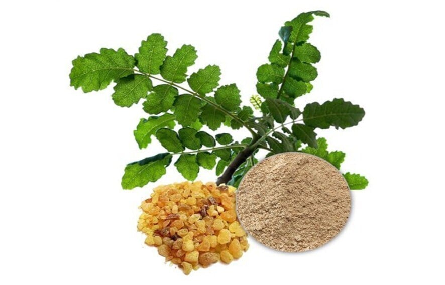 Boswellia Serrata Extract powder manufacturer Boswellia Serrata Extract powder manufacturer