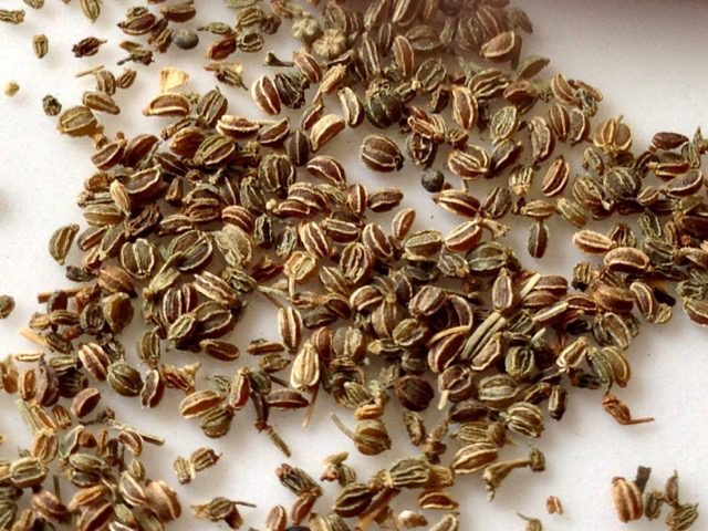 Advanta Seeds in Delhi - Dealers, Manufacturers & Suppliers -Justdial