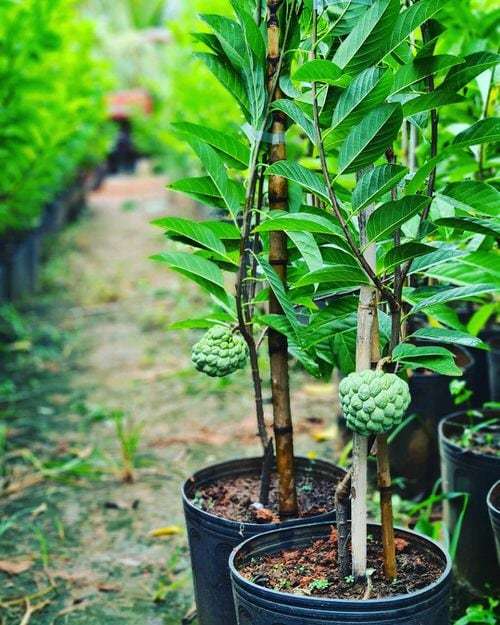 Mature Harvest Stage
