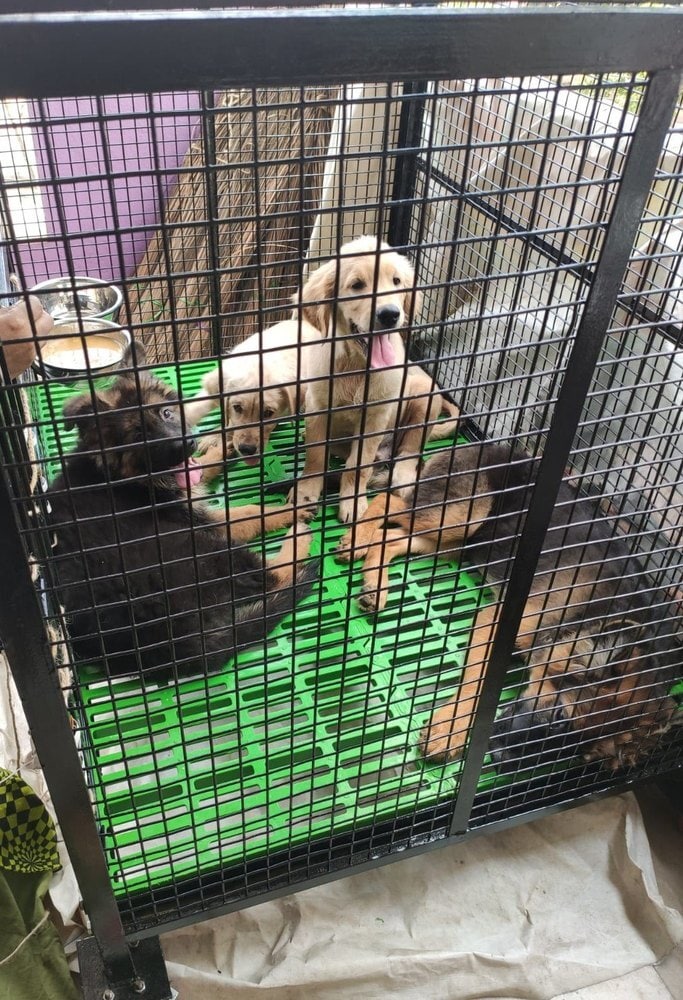 Plastic Slatted Dog Floor in Alappuzha at ₹ 78 by Hyco