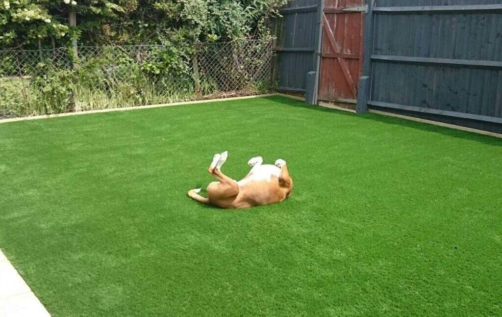 Artificial Grass What Can I Give My Dog Instead Of Grass Dog