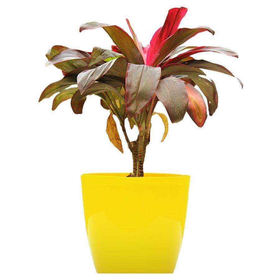Dracaena Mini Mahatma Pink in Ahmedabad at  650 / Unit by The Gardenzo -  Justdial