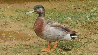 Duck 500 gm in Kanpur at ₹ 40,000 ₹ L Mt by Pravisha