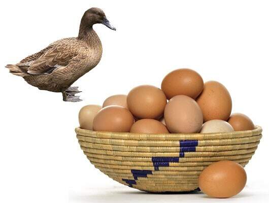 Large Duck Eggs 12 Pieces in Ernakulam at ₹ ₹ 32 Pc by