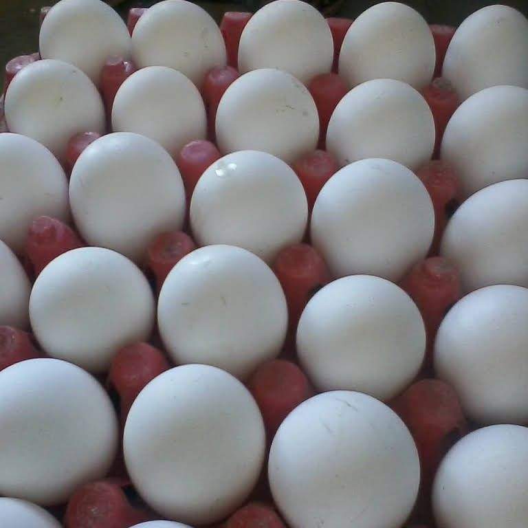 Egg in Bangalore at ₹ ₹ Pc by Maharaja Farms Justdial