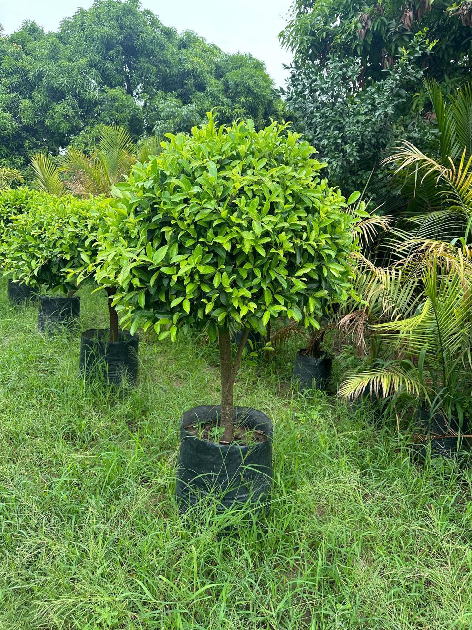 Ficus Plant For Outdoor in Jyotiba-Phule-Nagar at  7,500 / Pc by New  Bharat Green Nursery - Justdial
