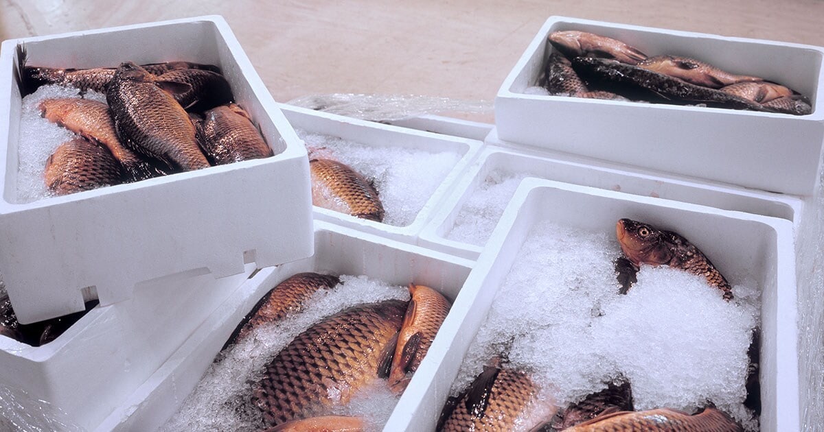 Fish Cold Storage Services in Chennai at ₹ 650 / day by Antarrtica ...
