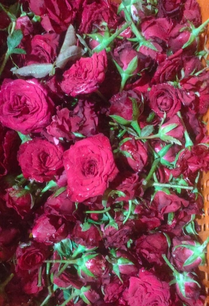 Fresh Rose Flowers in Mumbai at ₹ 160 / Kg by Kandivali Phool