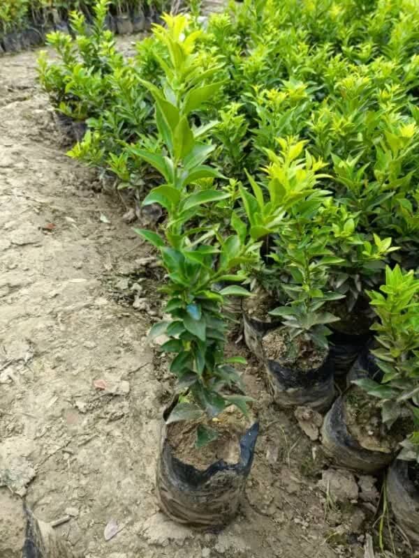 Full Sun Exposure Orange Plant in Dapoli at ₹ 50 - ₹ 150 / Plant