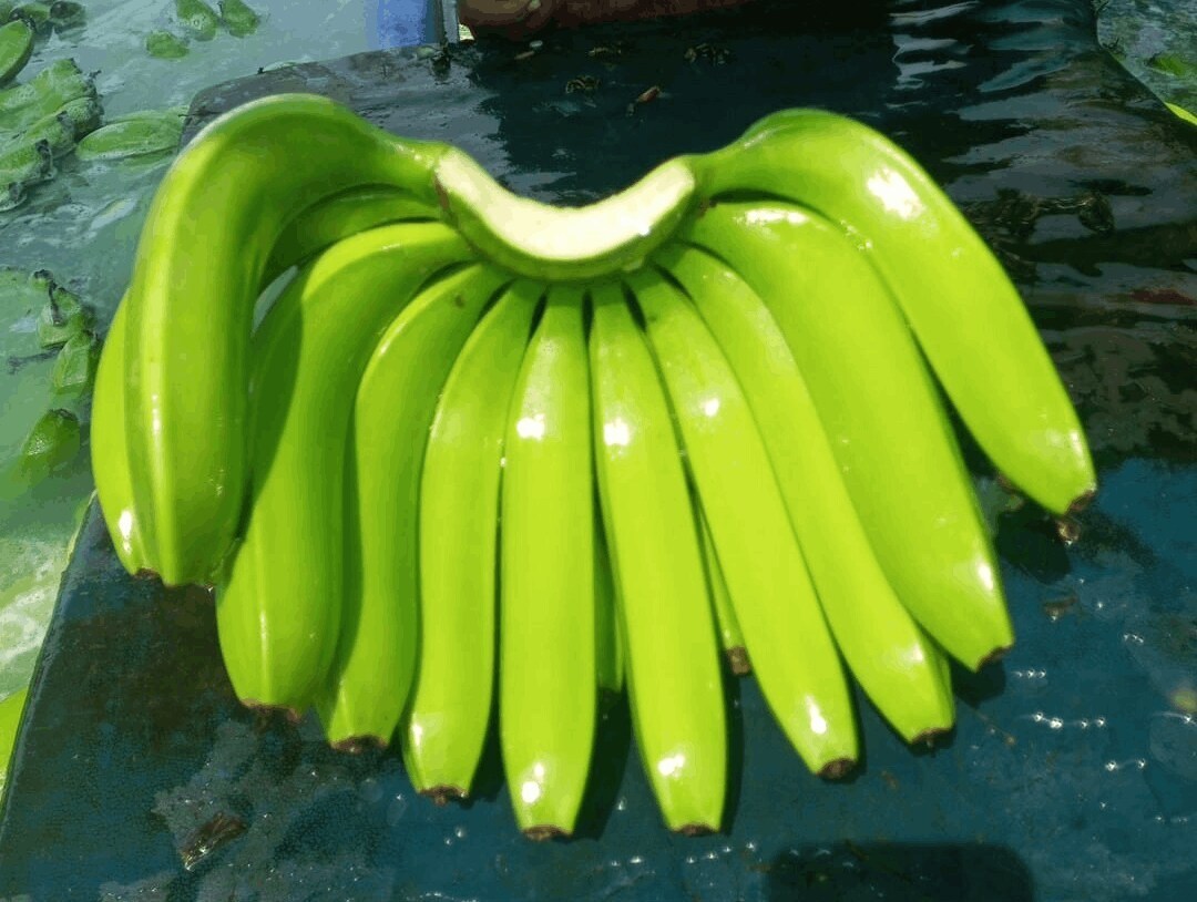 G9 Cavendish Banana [ Export Quality ] in Nashik at ₹ 520 / Box