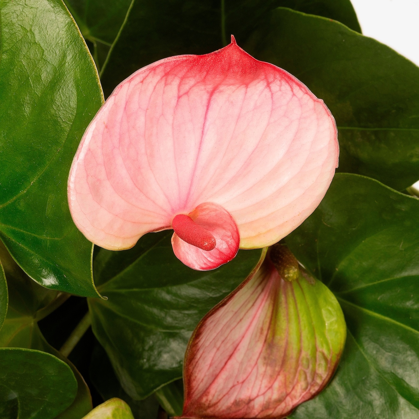 anthurium dorayaki silver Anthurium Dorayaki Silver Variegated — Aroidasia