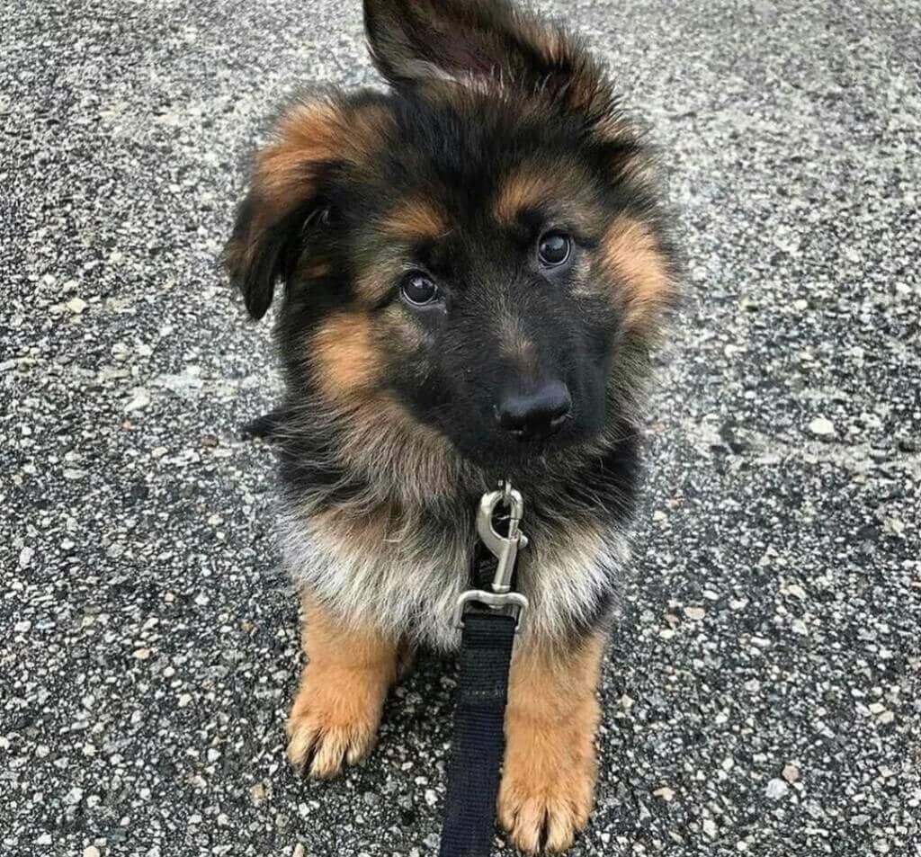 German Shepherd Neck Size How To Measure And Why It, 41 OFF