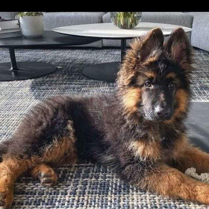 In Delhi German Shepherd Puppies Adoption Near Me In Delhi German