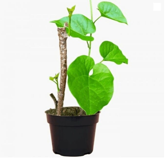 Giloy Plant (Tinospora Cordifolia) in Jaipur at  199 / Unit by Econut  Plants - Justdial