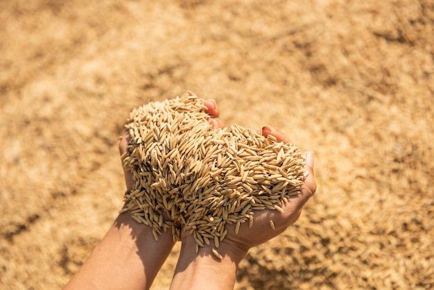 Grain Brokers