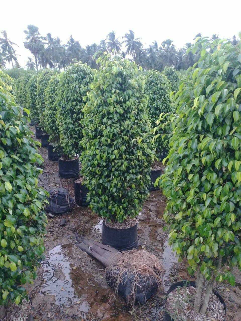 Green Black Ficus Outdoor Plant, Height 2.3 feet in East-Godavari at   3,000 / Pc by Satya Kota Durga Nursery - Justdial