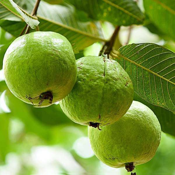 Top Guava Wholesalers in Mumbai near me - Justdial